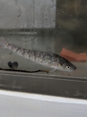 Microgadus tomcod