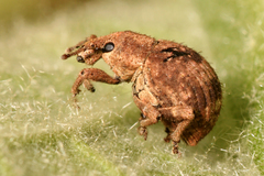 Pseudocneorhinus bifasciatus