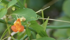 Impatiens capensis