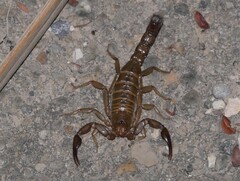 Vaejovis intermedius