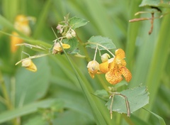 Impatiens capensis