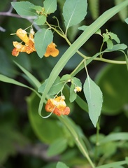 Impatiens capensis