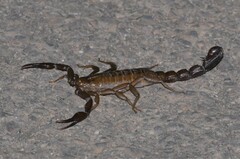 Vaejovis intermedius