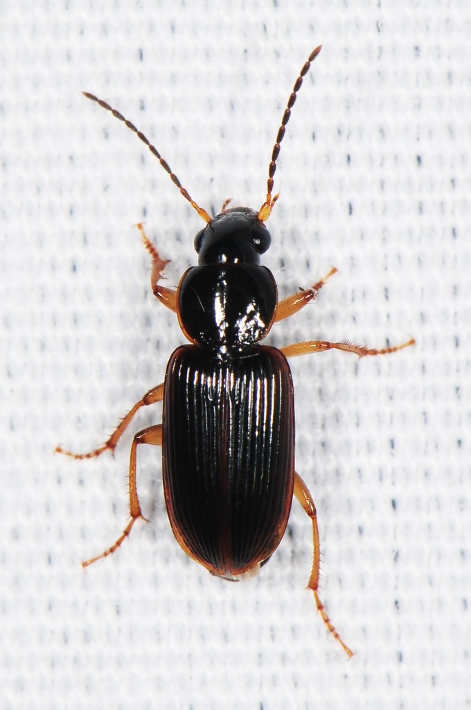 Seedcorn Beetles