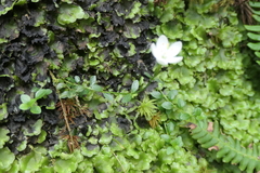 Centaurium scilloides