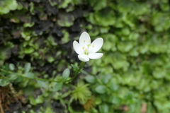 Centaurium scilloides
