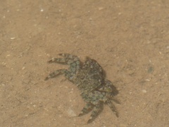 Pachygrapsus marmoratus