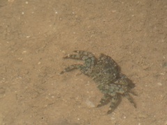 Pachygrapsus marmoratus