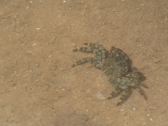 Pachygrapsus marmoratus