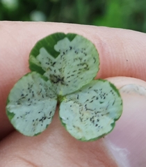 Liriomyza fricki