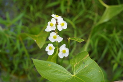 Sagittaria latifolia