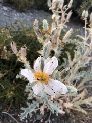 Argemone munita