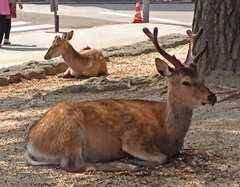 Cervus nippon