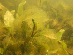 Potamogeton amplifolius
