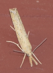 Pediasia dorsipunctellus