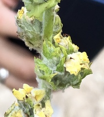 Lamiaceae