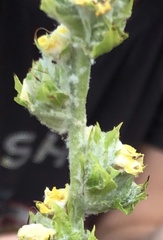 Lamiaceae