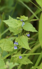 Scutellaria lateriflora
