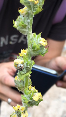 Lamiaceae