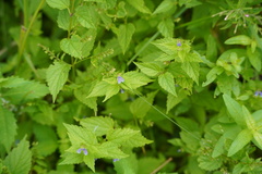 Scutellaria lateriflora
