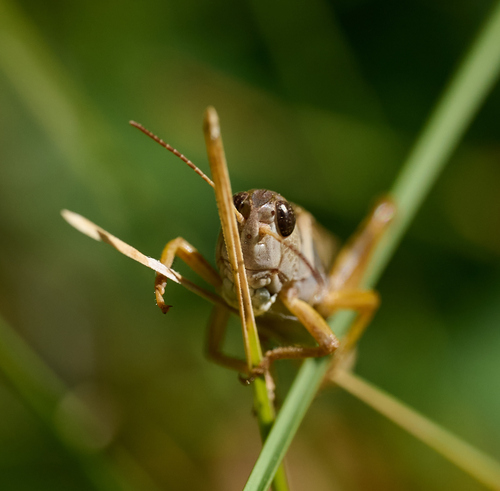 iNaturalist observation photo of Clear-winged Grasshopper
