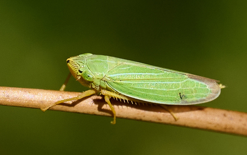 iNaturalist observation photo of Draeculacephala crassicornis