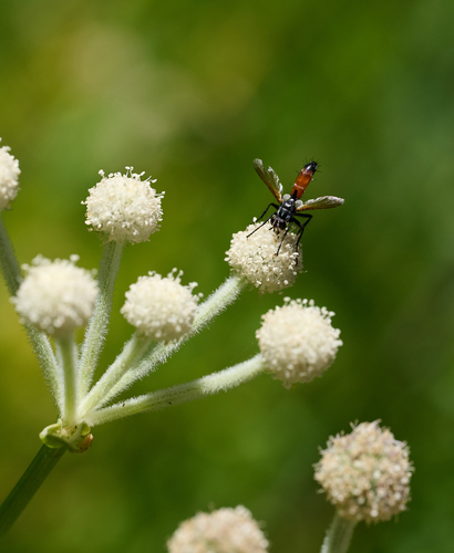 iNaturalist observation photo of Cylindromyia