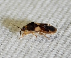 Fulvius anthocoroides