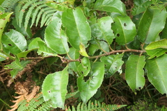 Prunus lusitanica azorica