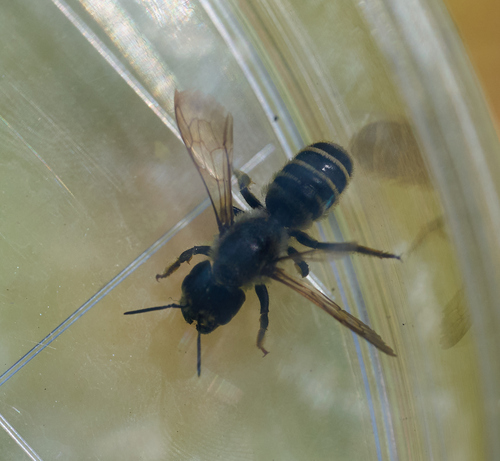 iNaturalist observation photo of Pugnacious Leafcutter Bee