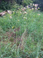 Asclepias incarnata incarnata