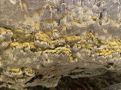 Inonotus glomeratus