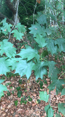 Torminalis glaberrima