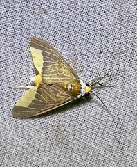 Hyperandra excavata