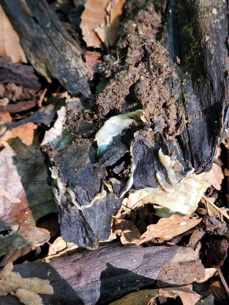 Sebacina sp. 'IN07'