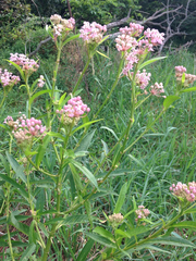 Asclepias incarnata incarnata