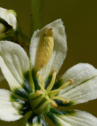 iNaturalist observation photo of Hover Flies
