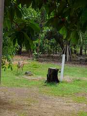 Odocoileus virginianus cariacou