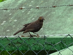 Turdus merula azorensis