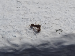 Lasius grandis