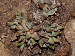 Rabiea albinota