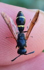 Symmorphus murarius