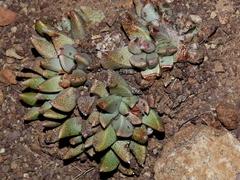 Rabiea albinota