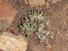 Rabiea albinota