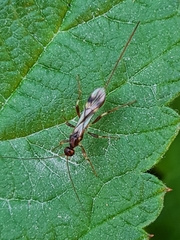 Dendrosoter protuberans