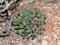 Rabiea albinota