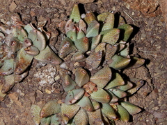 Rabiea albinota