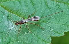 Dendrosoter protuberans