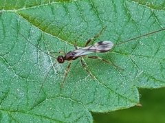 Dendrosoter protuberans