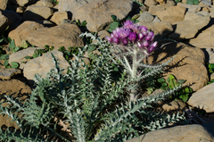 Carduus carlinoides